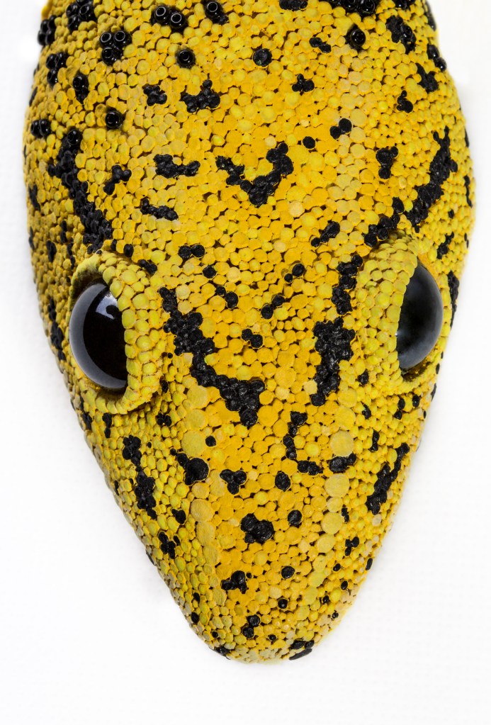 Leopoldo, the hybrid gecko.