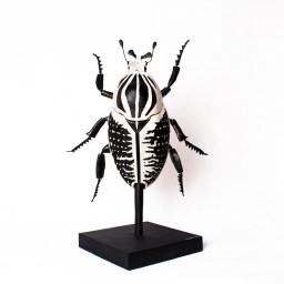 Goliath beetle