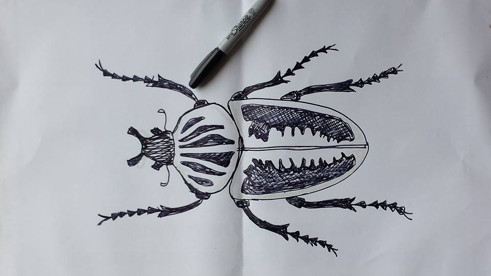 Sketch of the Goliath beetle.