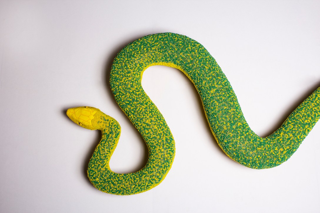 Lola snake front view