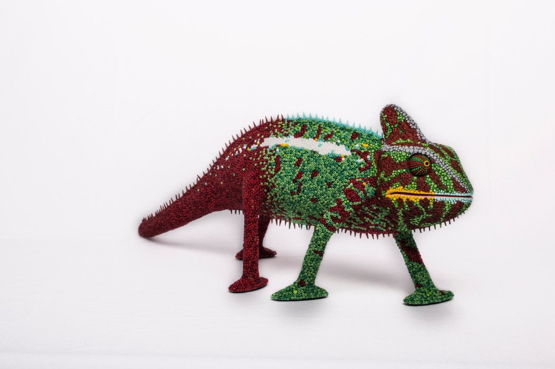 Charles side view. Photo by Pamela Daryl Hernández Magaña.